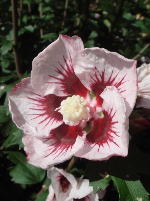 Hibiscus syriacus 'Lady Stanley' fleur P10